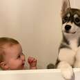 Baby Husky Grows Up With Baby Girl