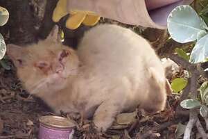 Scruffy Feral Cat Makes A Gorgeous Transformation