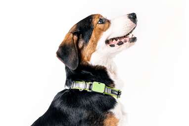 Whistle Go Tracker