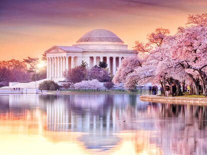 Capitals latest D.C. team to join Cherry Blossoms fun