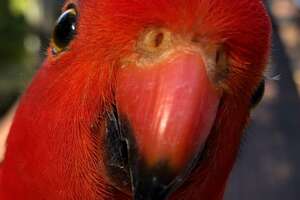 Bright Red Parrot Brings Girlfriend Over To Meet The Woman He Visits Every Day
