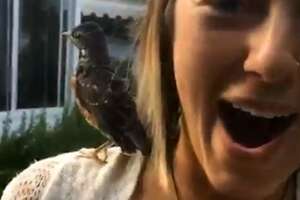 Rescued Baby Bird Never Forgets His Human Mom