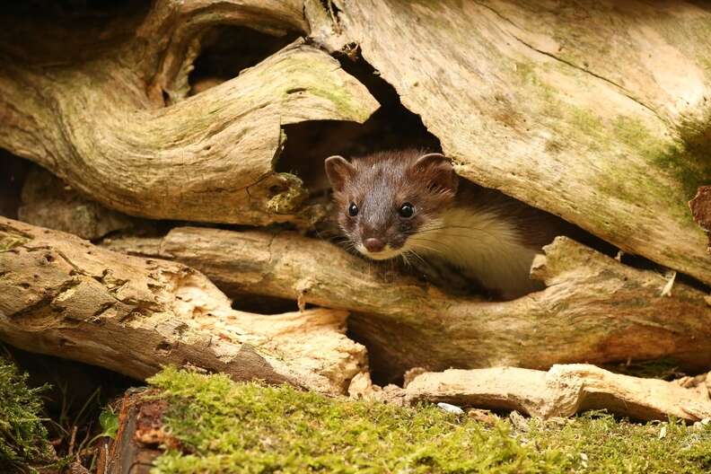 A stoat looks out of his burrow