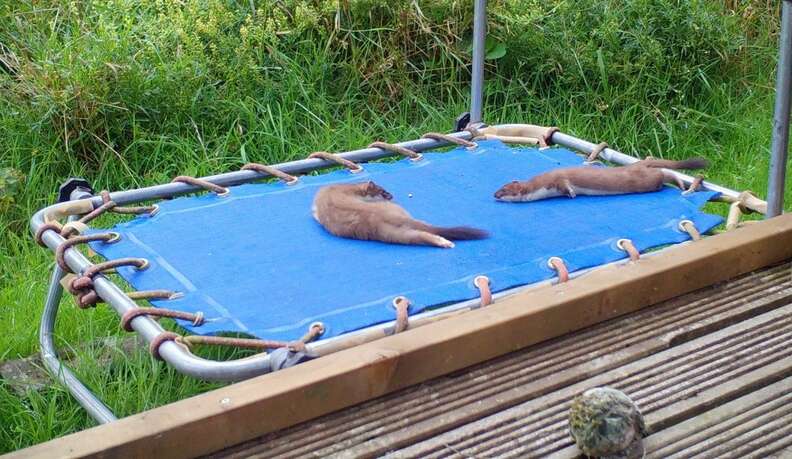Stoat plays on trampoline