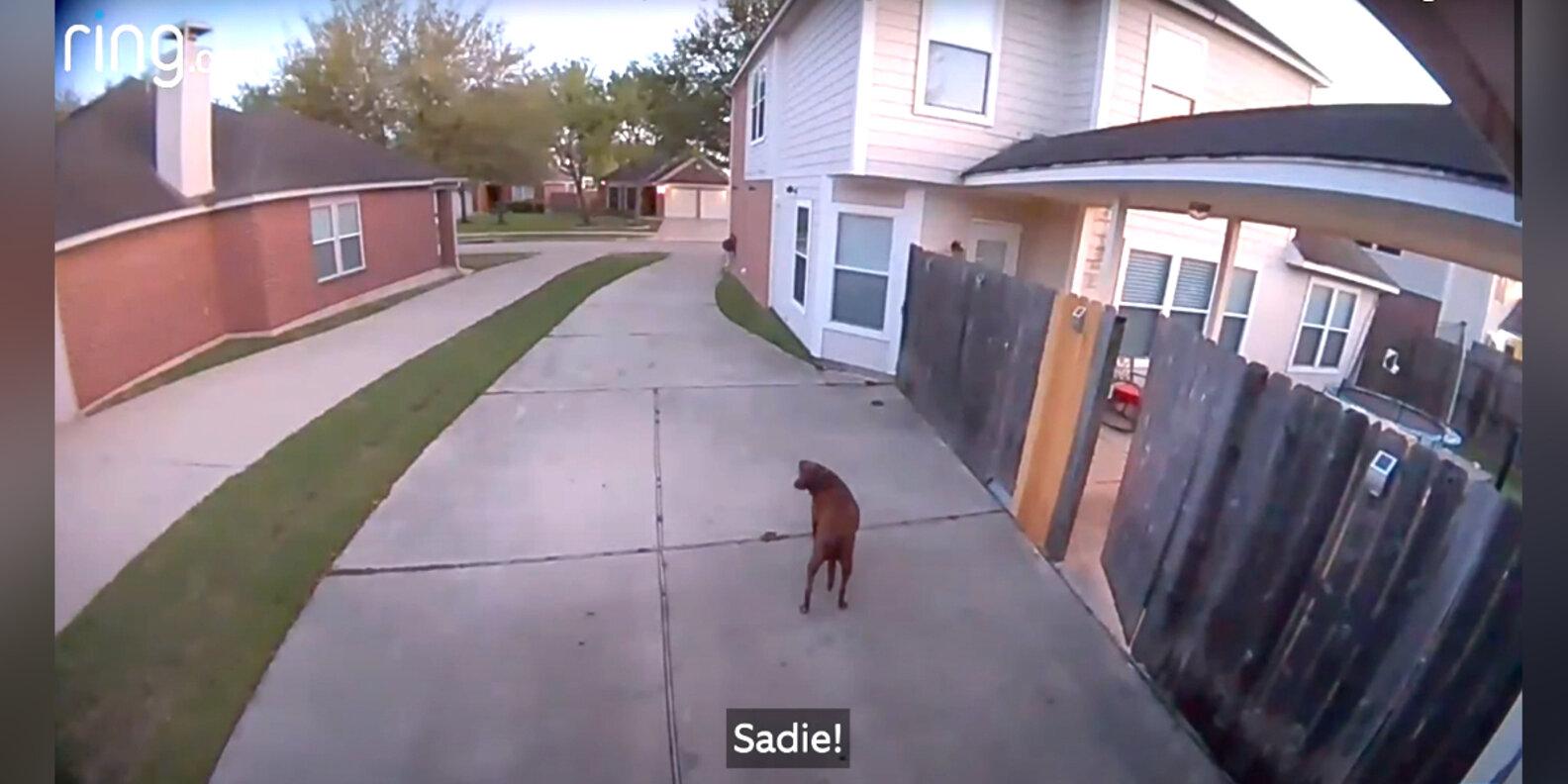 Dog Sneaking Away From Home Suddenly Realizes She's Been Caught The Dodo