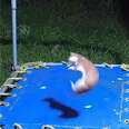 Baby Stoats Find A Trampoline And Have The Time Of Their Lives