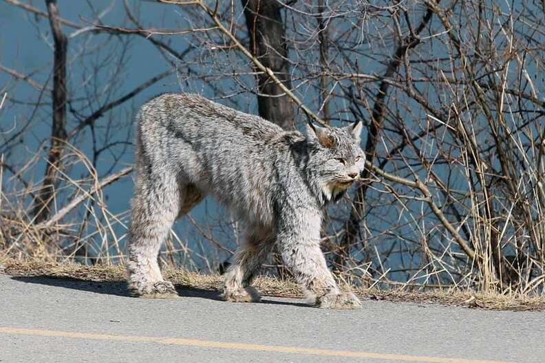 Wild store grey cat