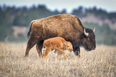 bison