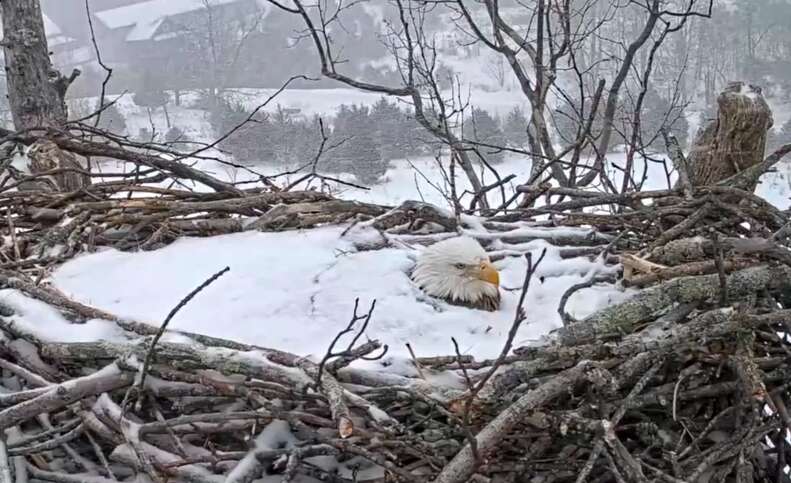 Bald eagle sits on her eggs in the snow