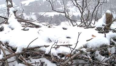 Bald eagle covered in snow in her nest