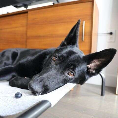 dog and her blueberry