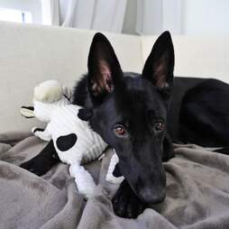 dog and her toy