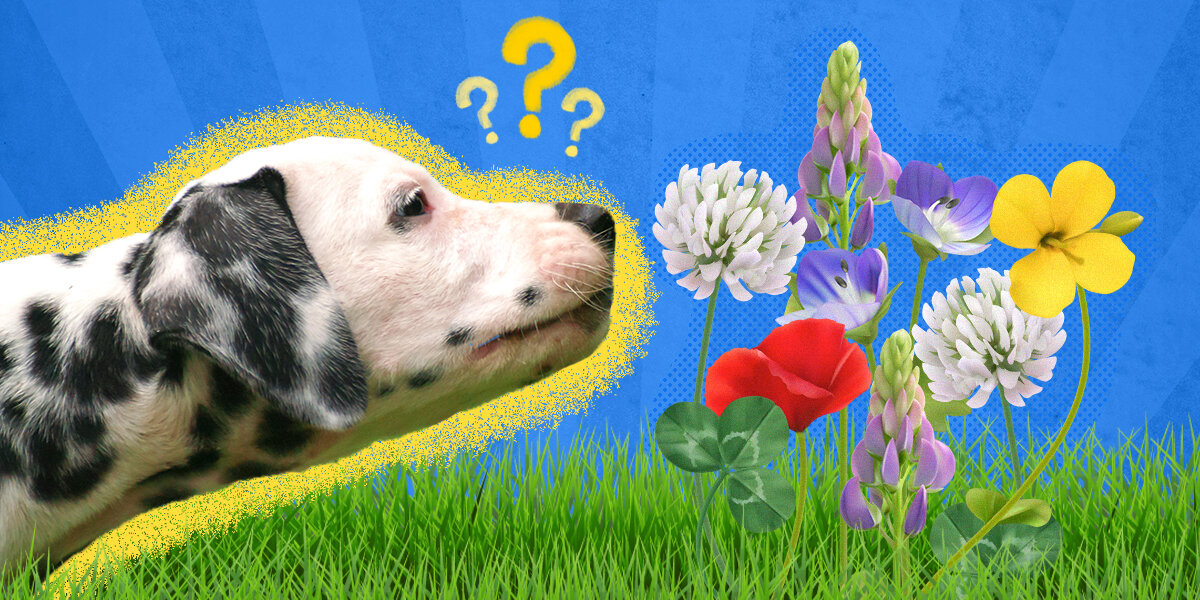 Are gerber daisies hot sale poisonous to dogs