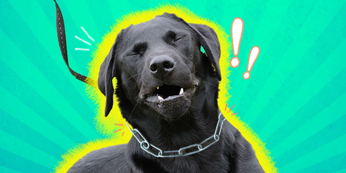 are prong collars good for dogs