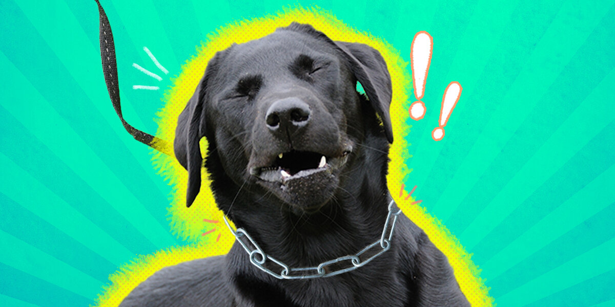 Types of choke collars for outlet dogs