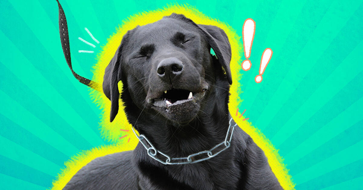 The Truth About Dog Choke Collars DodoWell The Dodo