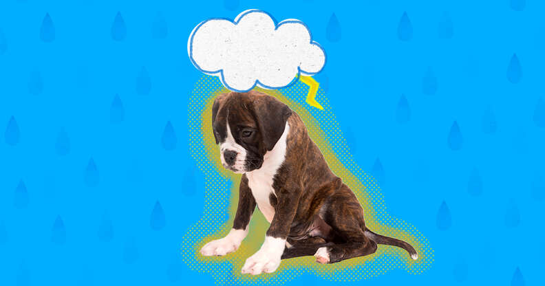 depressed dog with cloud over his head