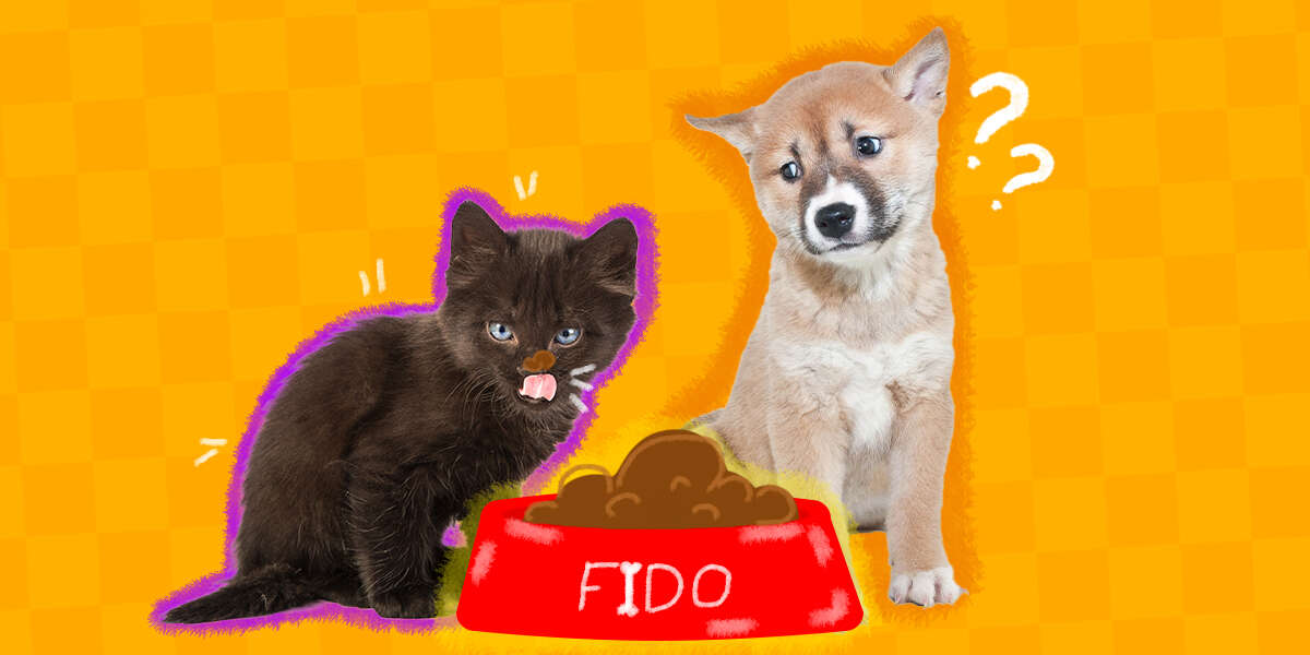 Can Dog Food Harm My Cat