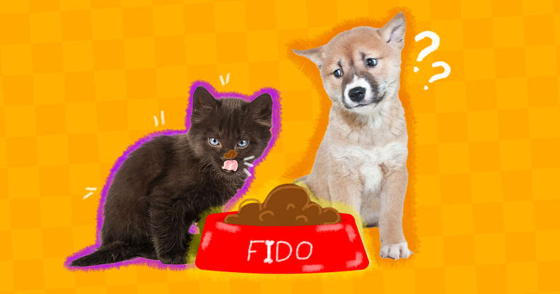 Cat eating dog food deals