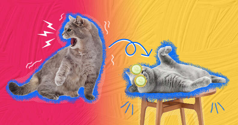 How To Calm An Aggressive Cat DodoWell The Dodo
