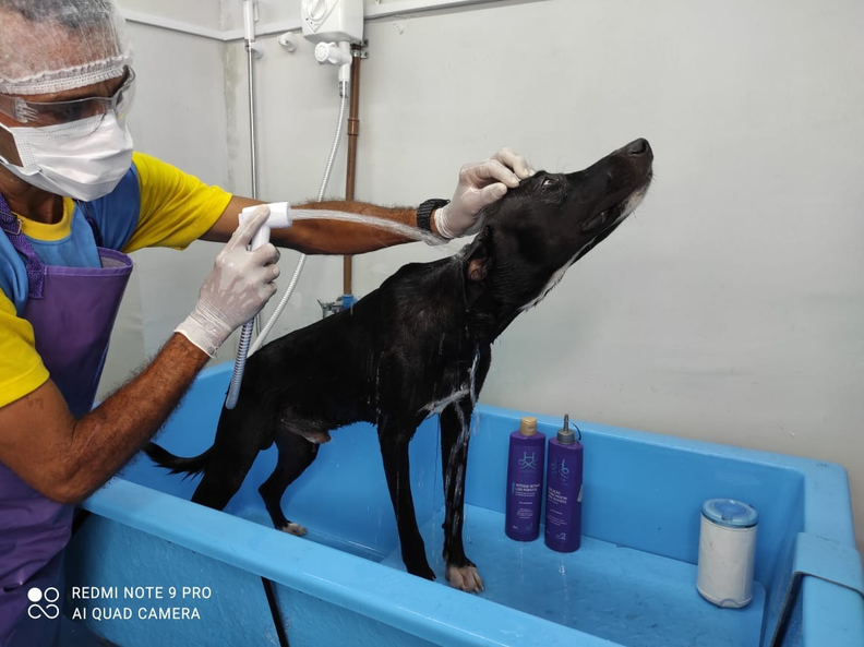 Injured Stray Dog Wanders Into Vet Clinic To Ask People For Help - The Dodo