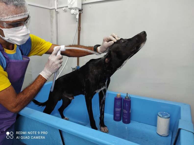 Injured Stray Dog Wanders Into Vet Clinic To Ask People For Help - The Dodo