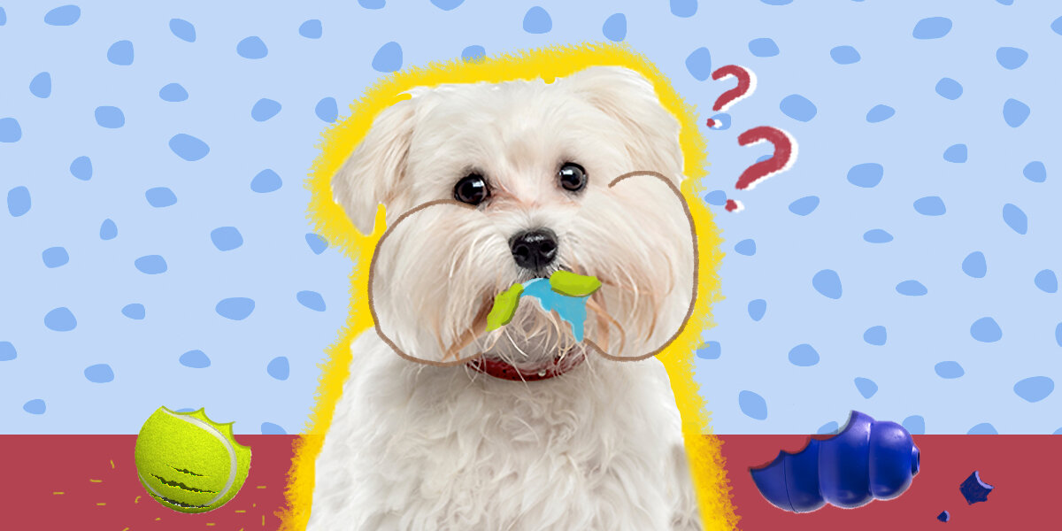 How to Identify a Dangerous Dog Toy, According to Experts