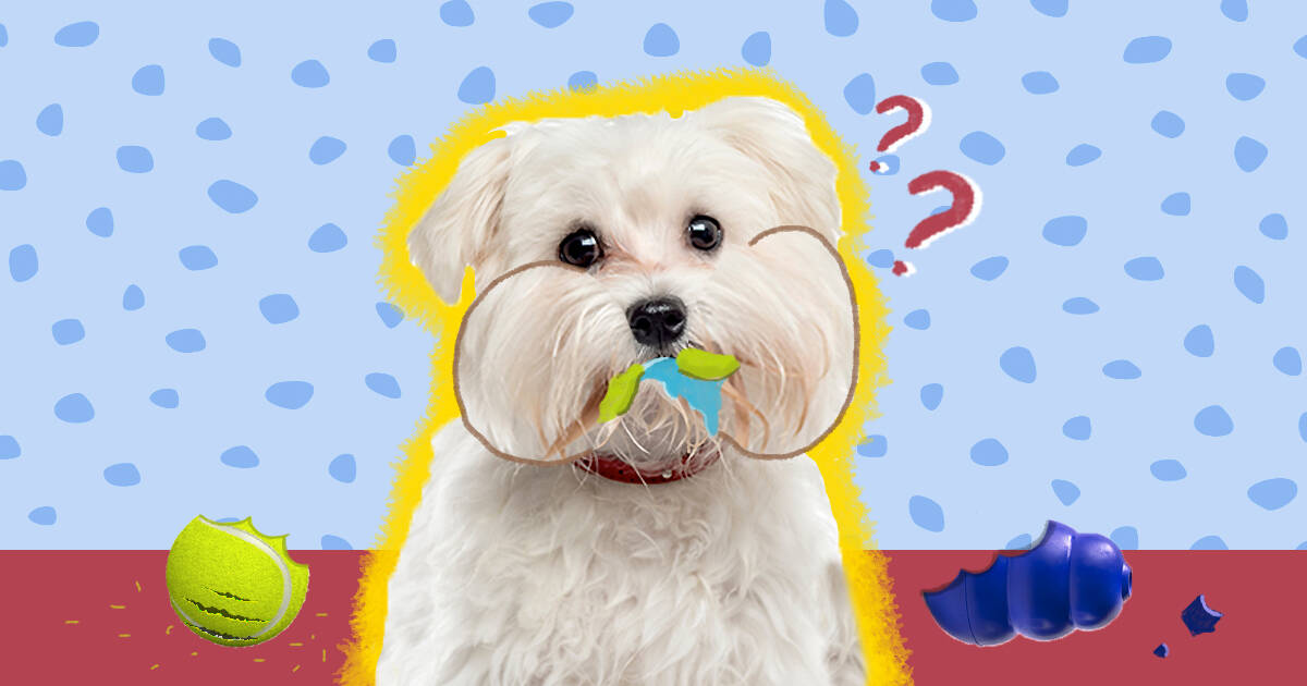 How To Keep Your Dog From Eating Toys DodoWell The Dodo