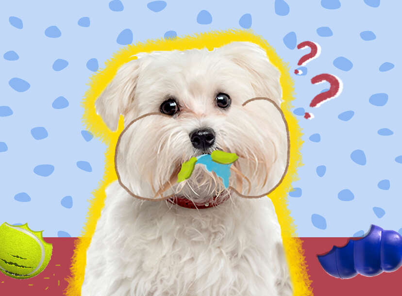 Dog top ate fabric