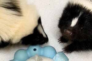 Runt Of Skunk Litter Is A Little Terror