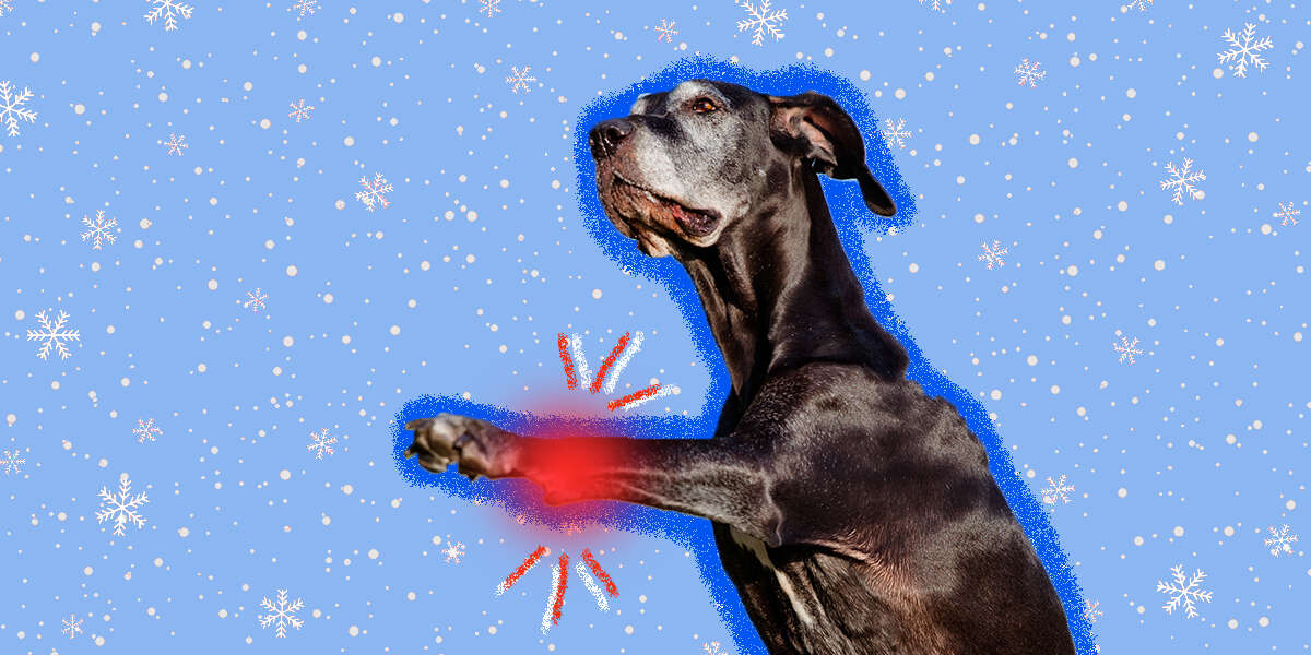 Cold Weather And Your Dog's Arthritis DodoWell The Dodo