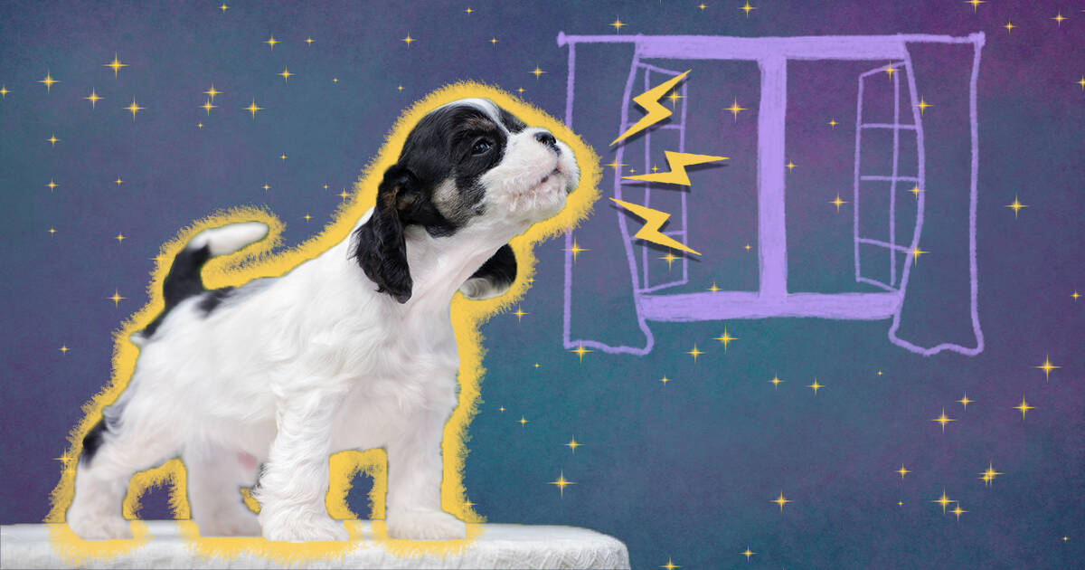 how-long-can-puppies-hold-pee-at-night