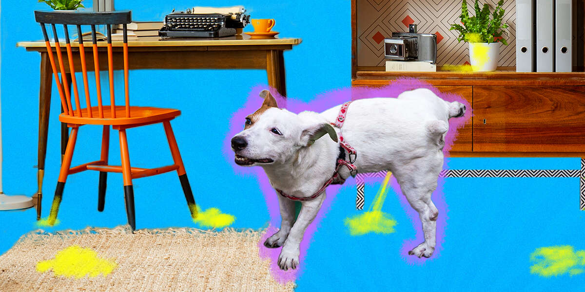 Why Is My Dog Peeing Everywhere? DodoWell The Dodo