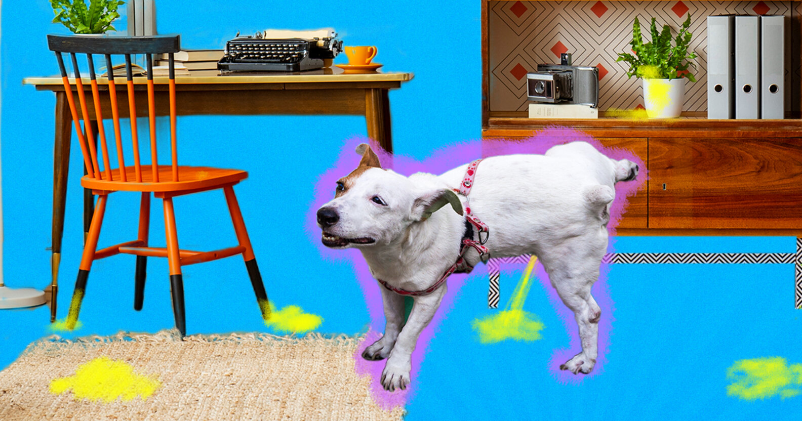 Why Is My Dog Peeing Everywhere? DodoWell The Dodo