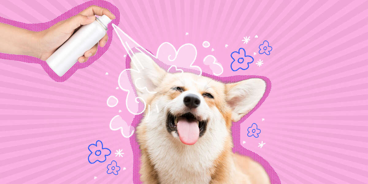 Can I Use Dry Shampoo On My Dog or Cat? DodoWell The Dodo