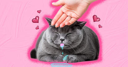 cat drooling