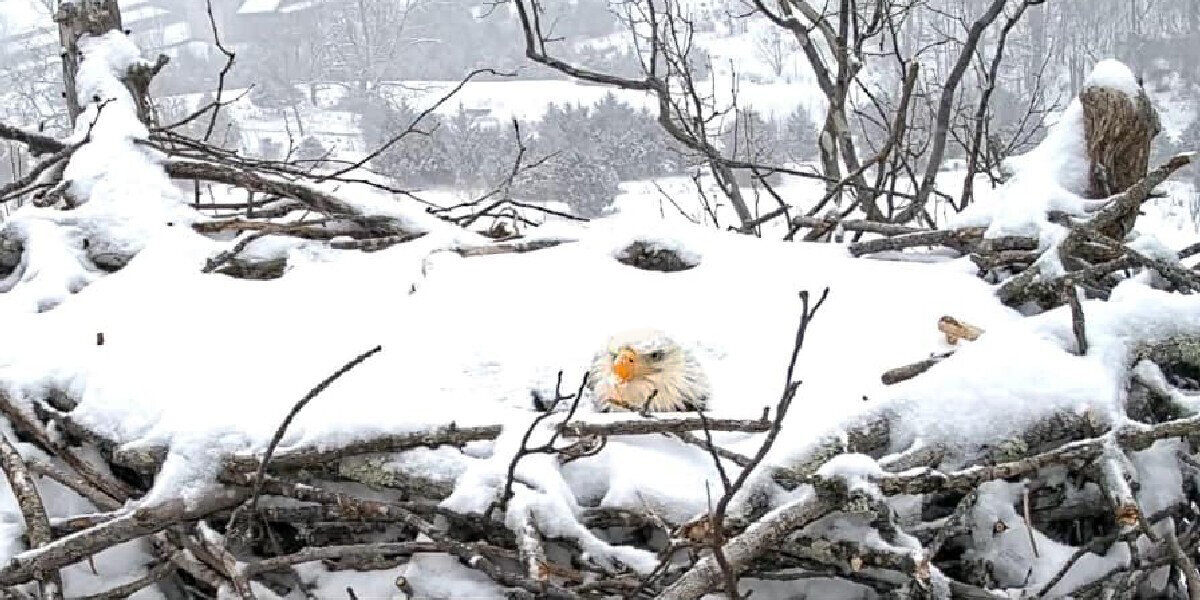 Incredible Eagle Mom Protects Her Nest Even When She's Covered In Snow