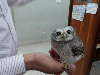 Baby owl rescued by office workers