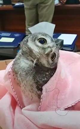 Baby owl falls from nest