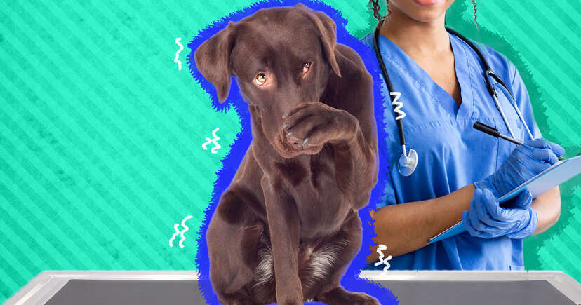 Vets for aggressive dogs online near me