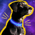 Light-up dog collar
