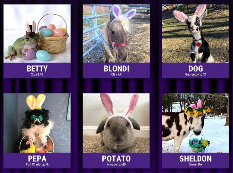 You Can Vote Now for Cadbury’s Next ‘Bunny' Animal Ambassador Thrillist