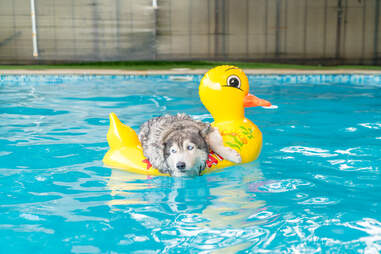 Dog swimming in pool