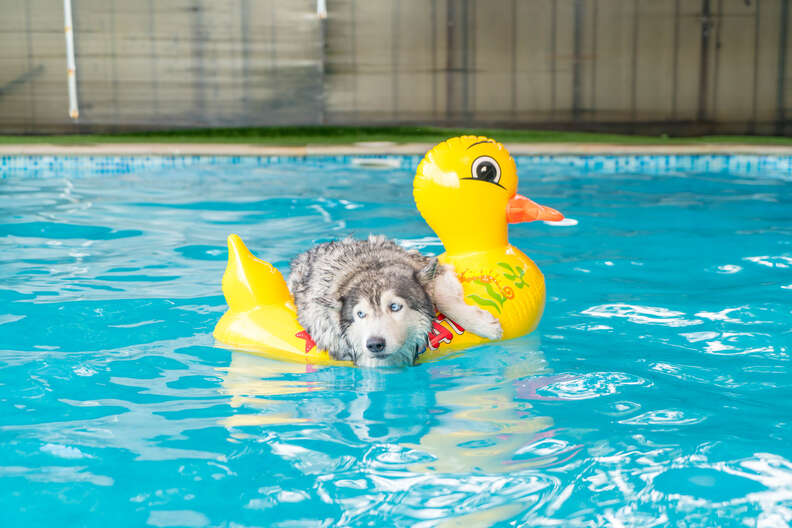 why do dogs love water but hate baths