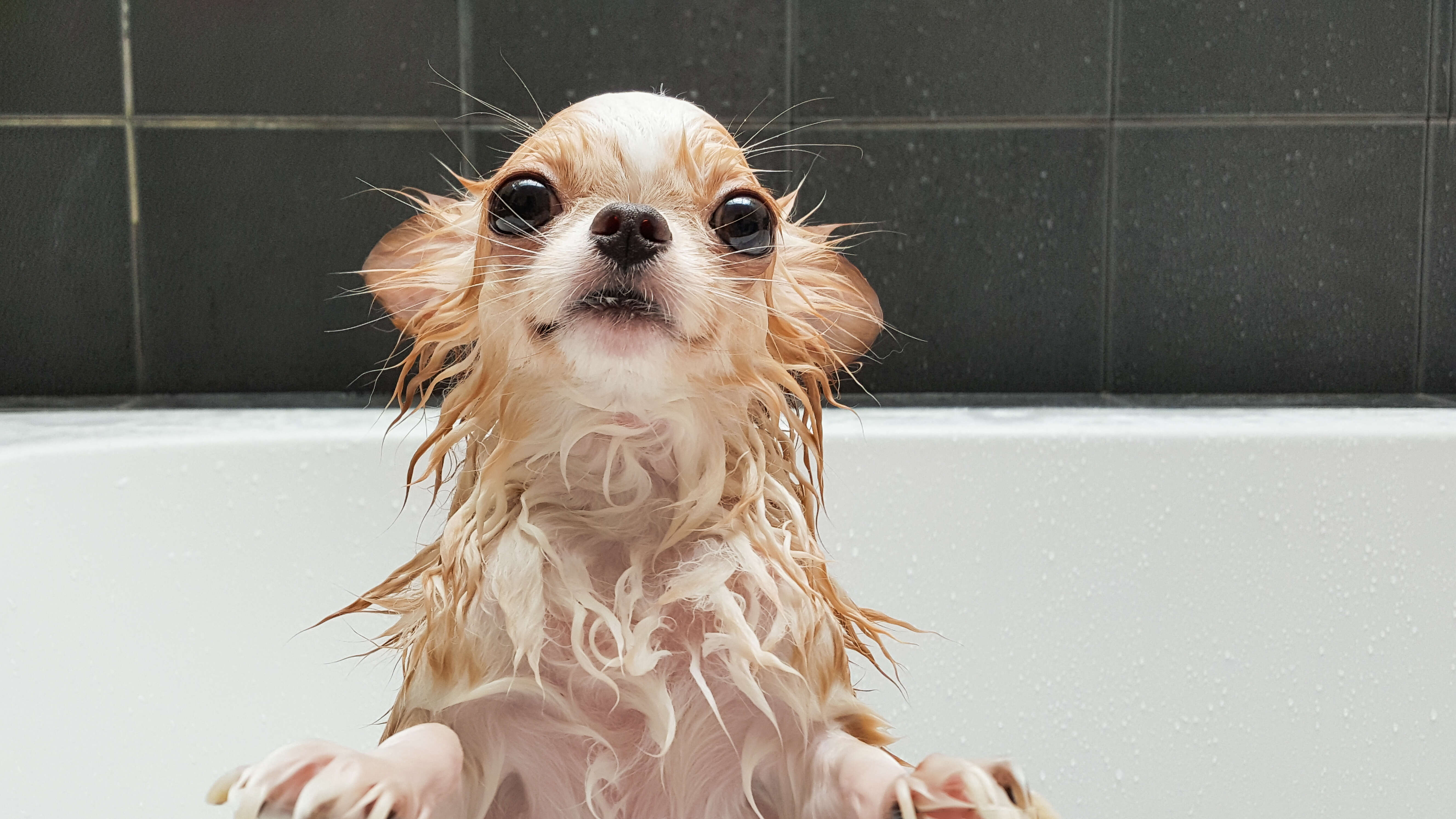Wet dog in tub