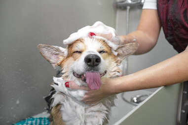 Corgi getting groomed
