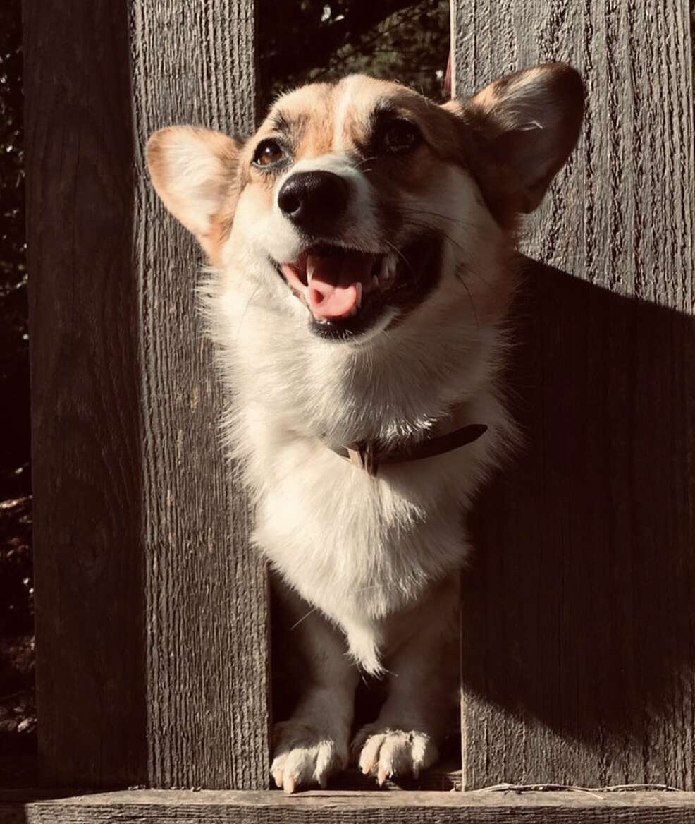 corgi