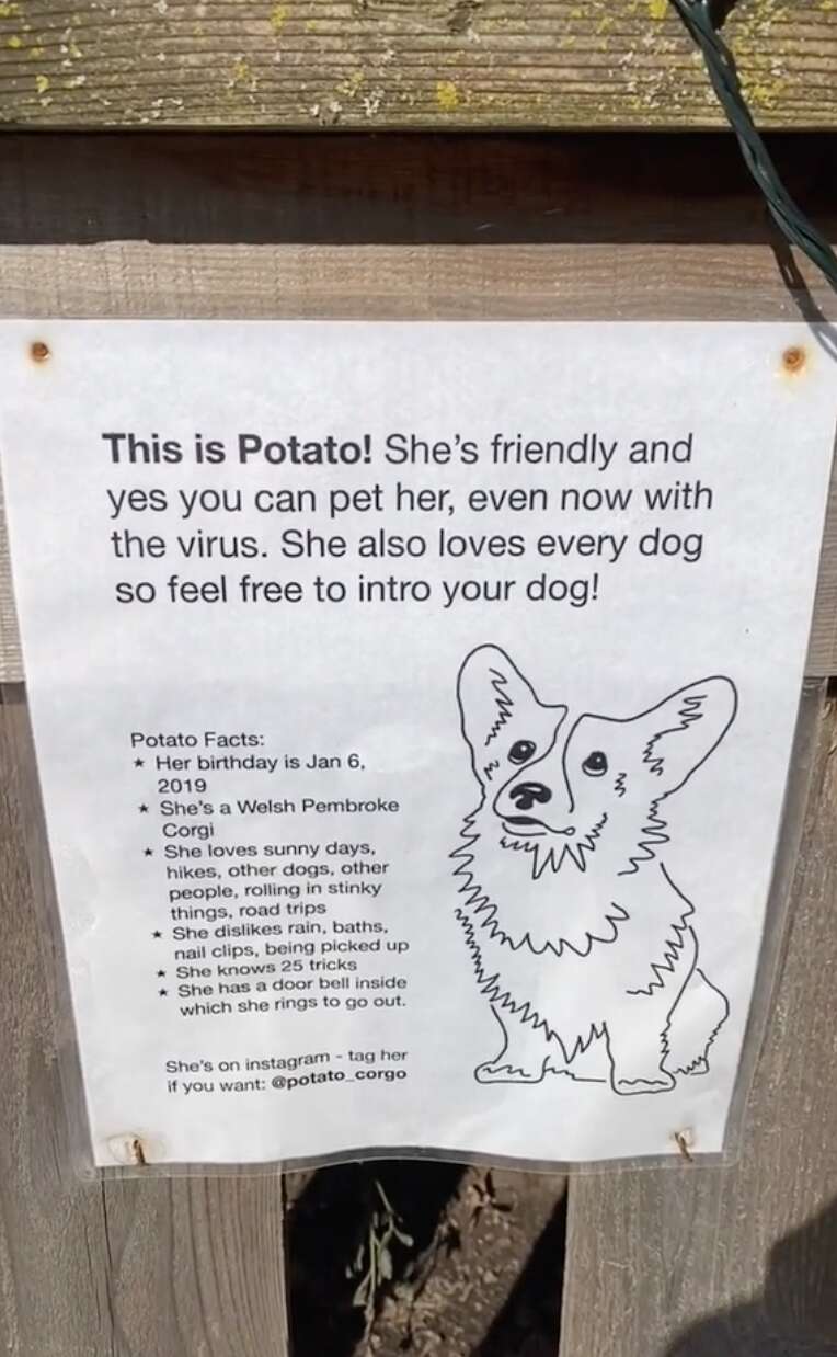 corgi sign