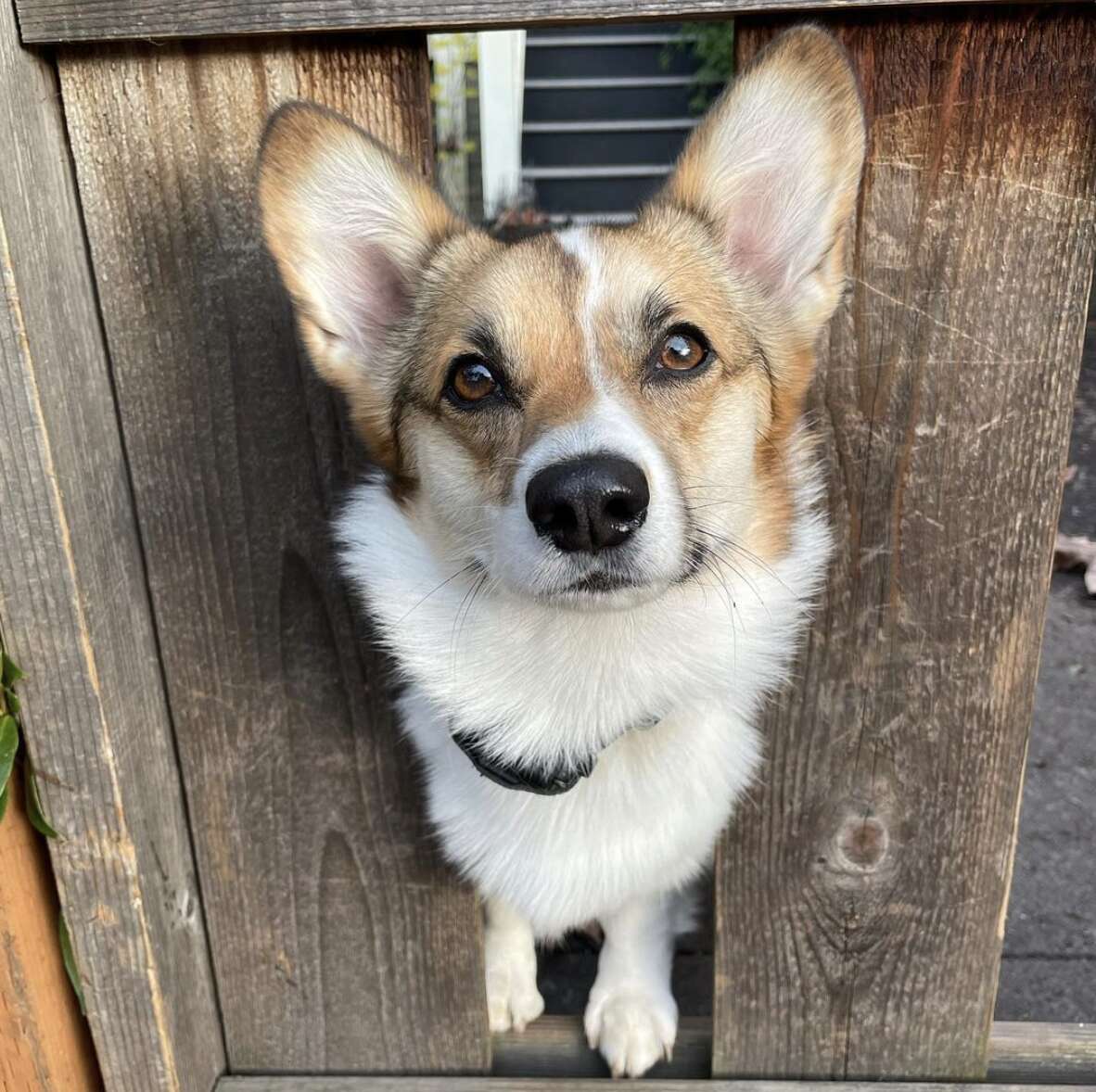 corgi