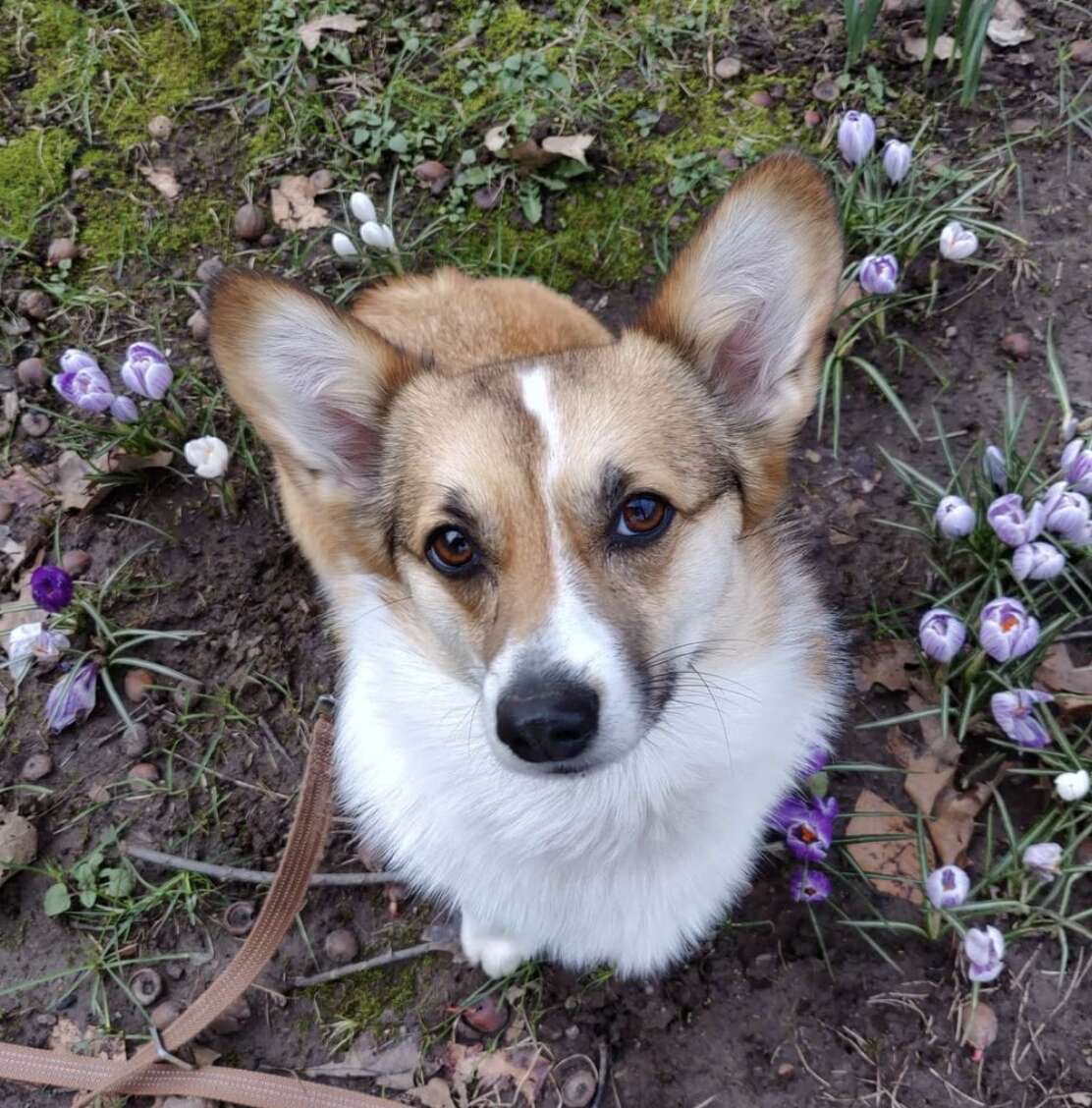 corgi